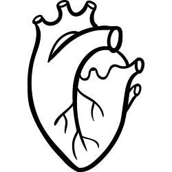 Herzerkrankungen